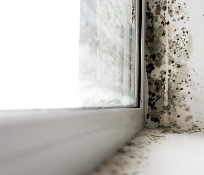 Mold in home 