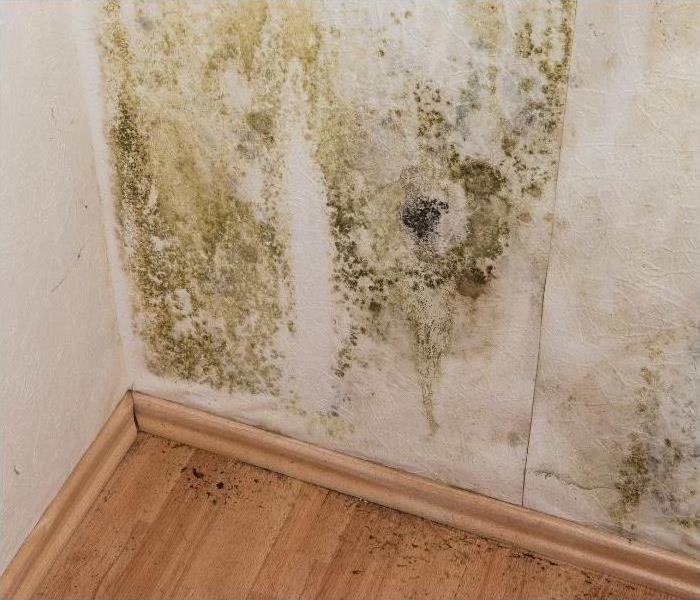 Mold growth in Phoenix home